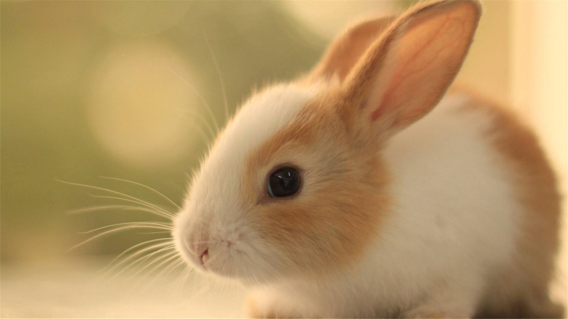 兔子解剖的结果分析 8d45d9557a3e4429ae6266a1c8afbcd0.jpeg