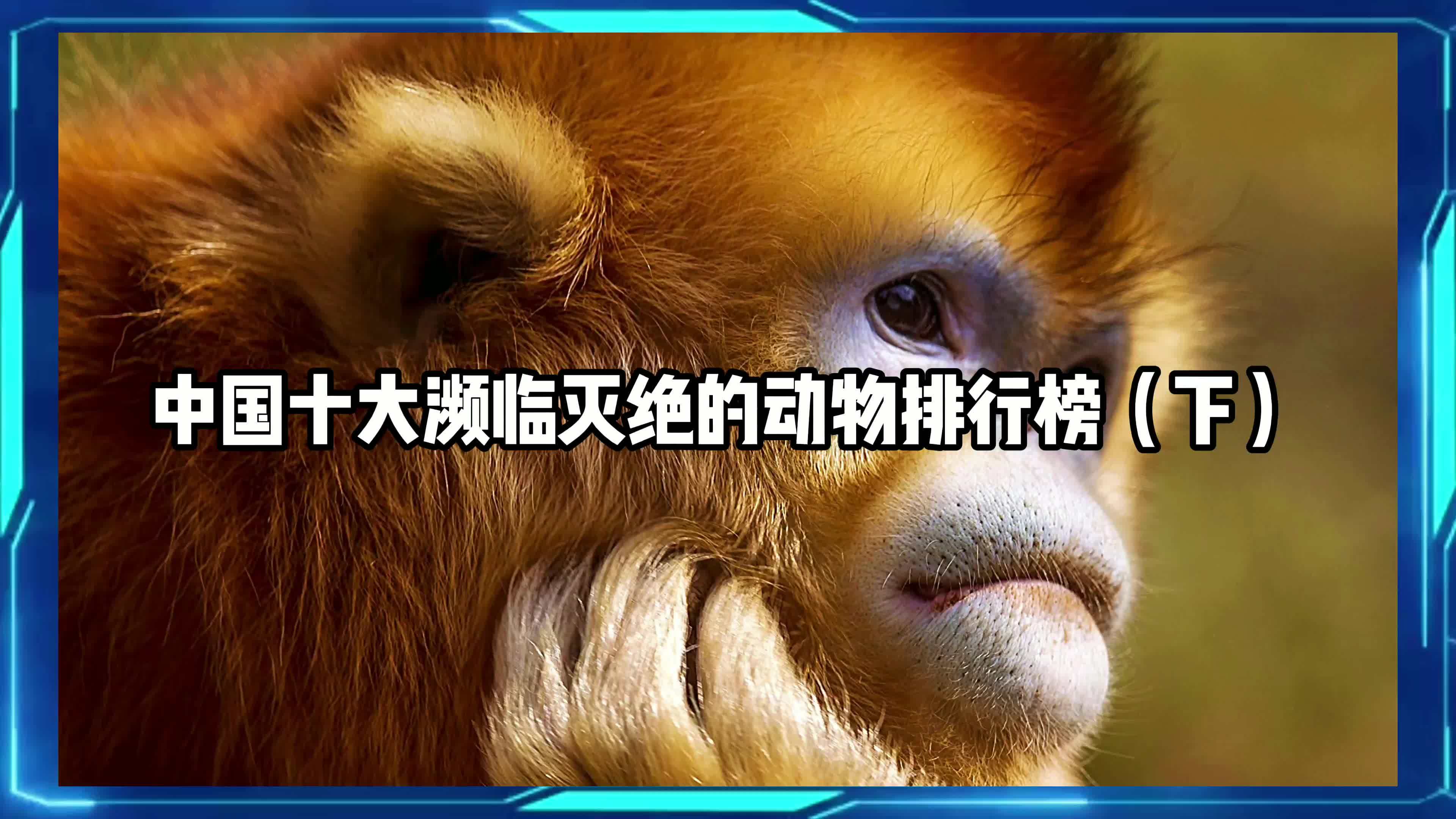 中国十大濒临灭绝的动物排行榜下