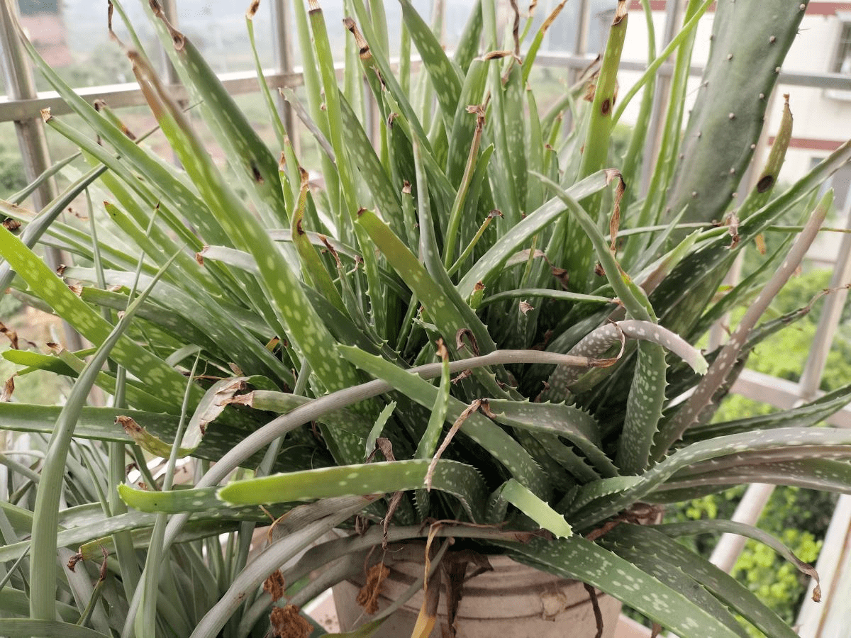 头皮堪称“家庭小药箱”的芦荟，女人最爱的植物，美容养颜作用大