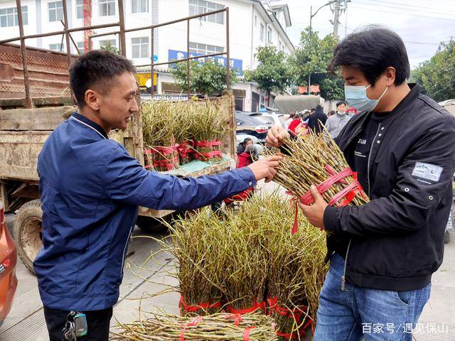 保山龙陵象达:学史力行争上游 石斛产业谱新篇_种植_发展_社区