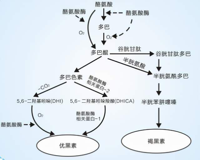 酪氨酸酶的作用 搜狐网
