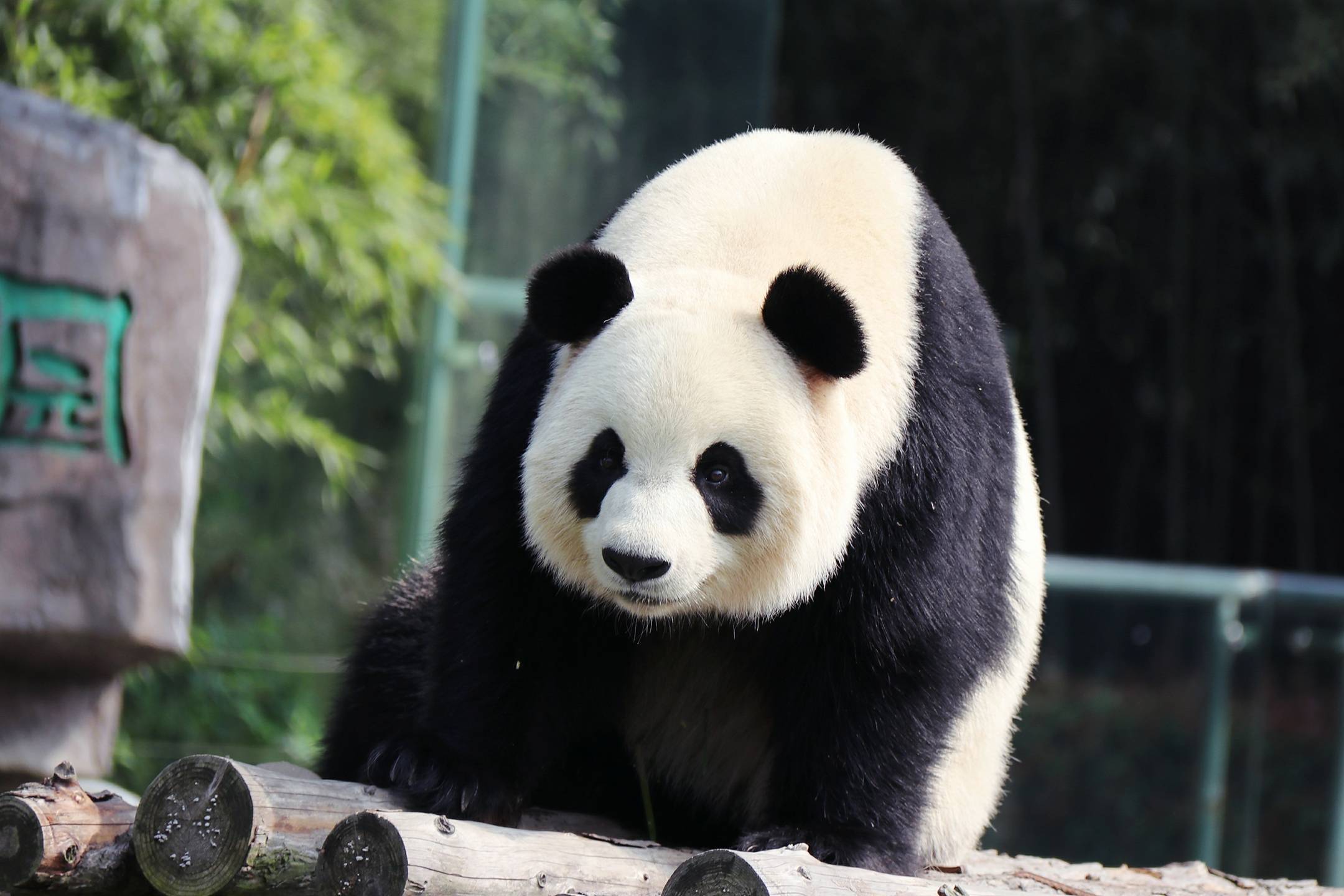 大熊猫萌兰为美食翻墙越狱