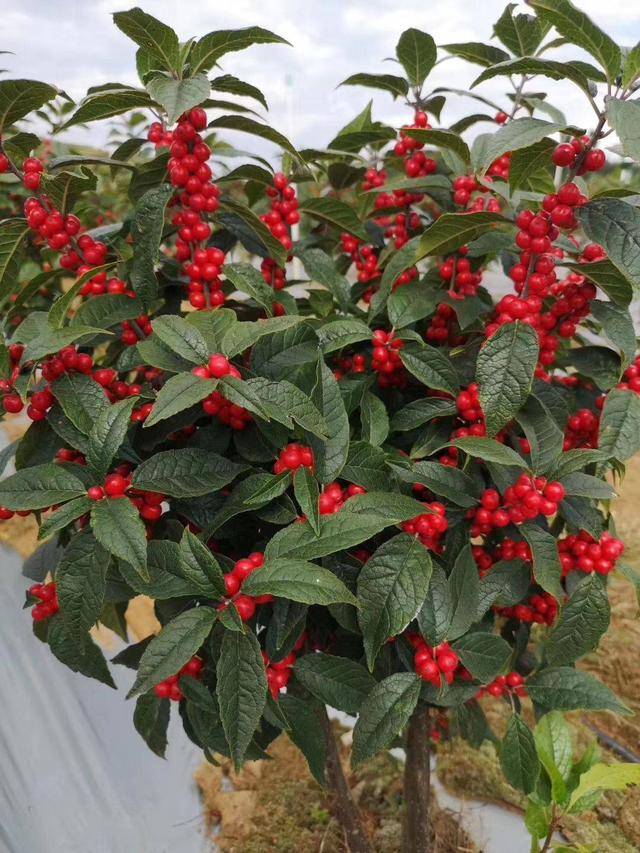 原创北美冬青好看好养又耐寒冬天红果挂满树200天不落
