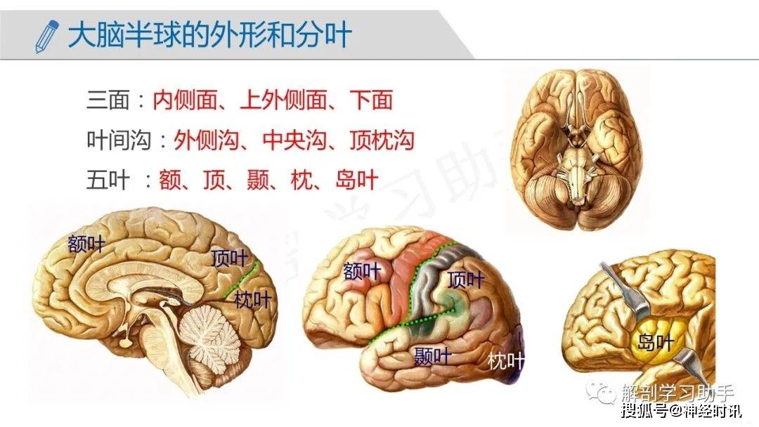 人体解剖学课件中枢神经系统端脑