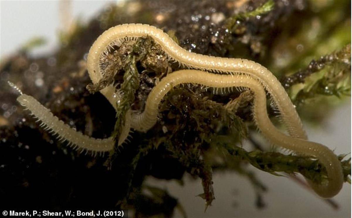 究竟有多毒,威胁有多大?_马陆_体节_世界