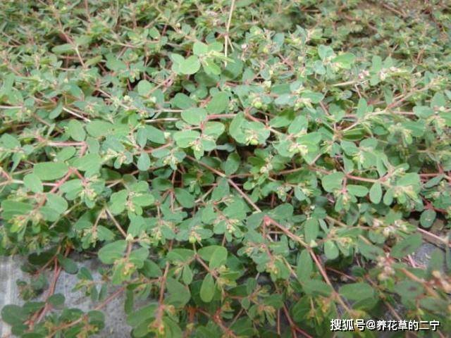 原创一种小杂草贴着地皮长农民见了就铲光却不知它是血见愁