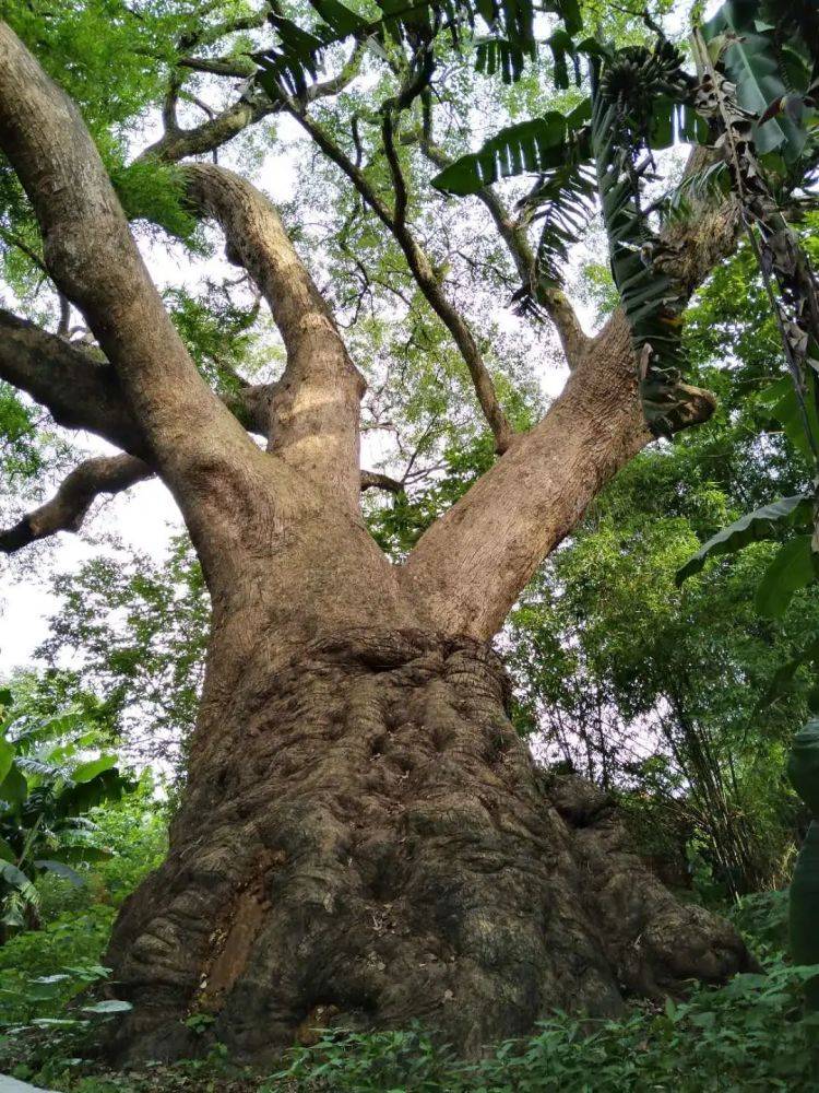 乐昌市长来镇千年樟树王,至今已有1300多年历史,树高223米,树围12