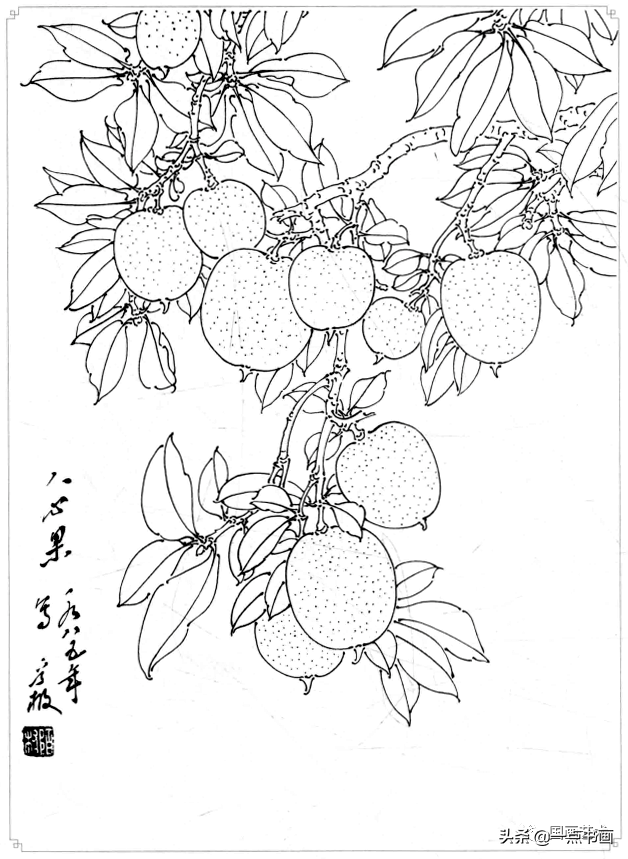 白描画谱5000例——白描蔬果选页_南瓜_番石榴_杨建飞