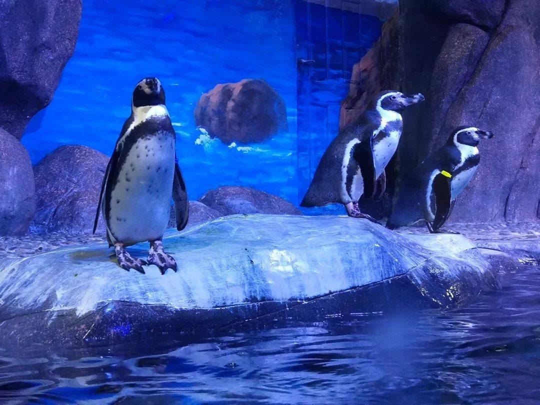 原创大理有一座海洋馆造型为波浪形还是滇西首座海洋主题公园