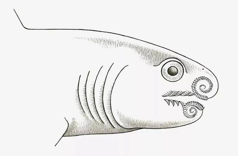 helicoprion 史前鲨鱼