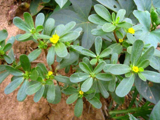 农村一种植物,人称"天然胰岛素",农民当野草,城里人当野菜_马齿苋