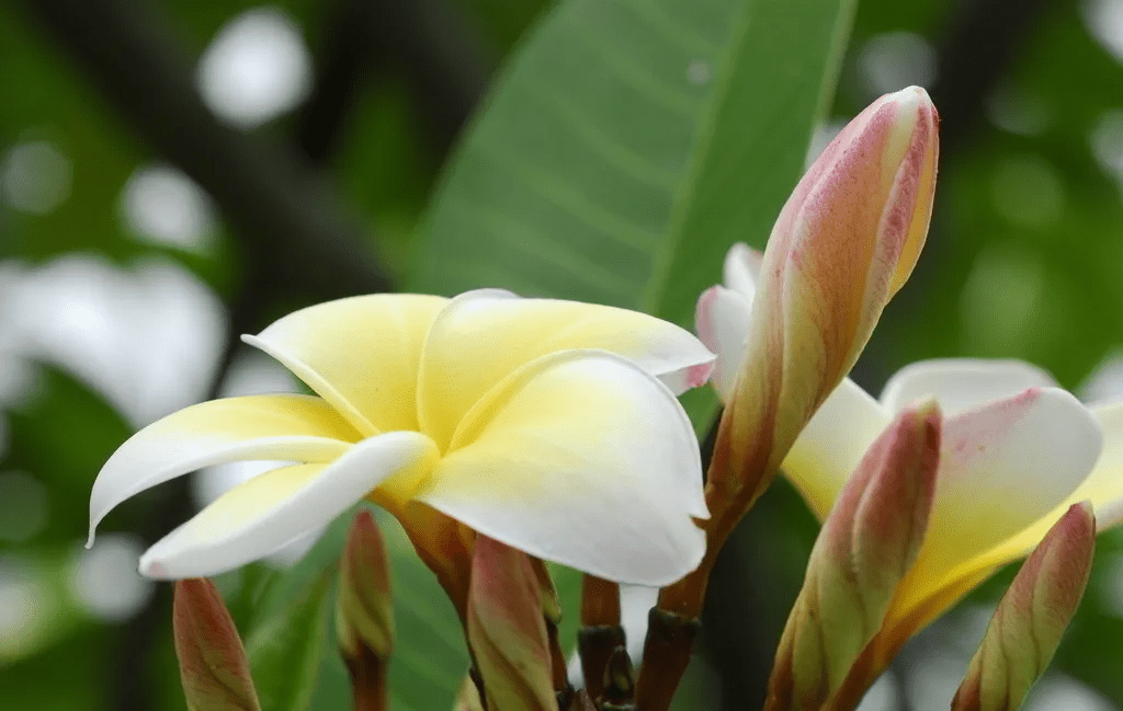 老挝国花占芭花图片