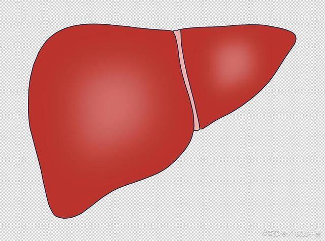症状|肝纤维化可以逆转吗？早发现或有机会，这些早期症状可对照看看