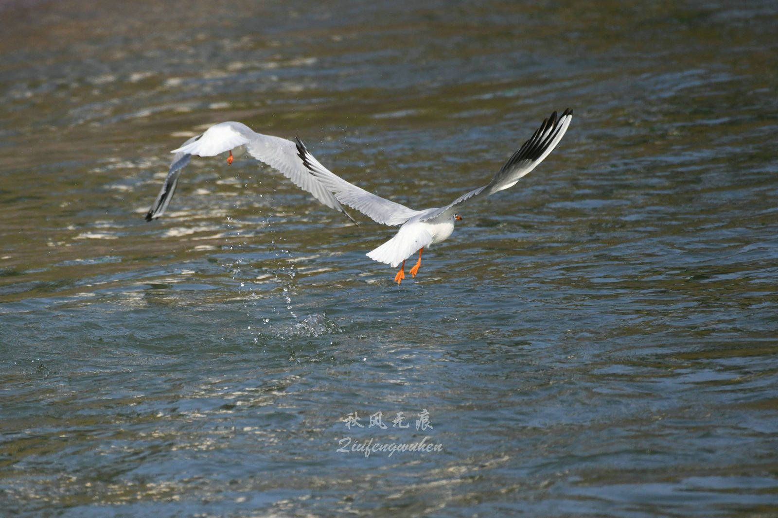 水库|鹭舞鸥翔，碧波树影，融入汧渭之汇故地王家崖水库的冬天风景里