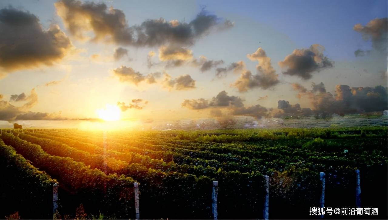 酿酒|进入法国葡萄酒迷人的世界,复杂多变而神秘的法国葡萄酒