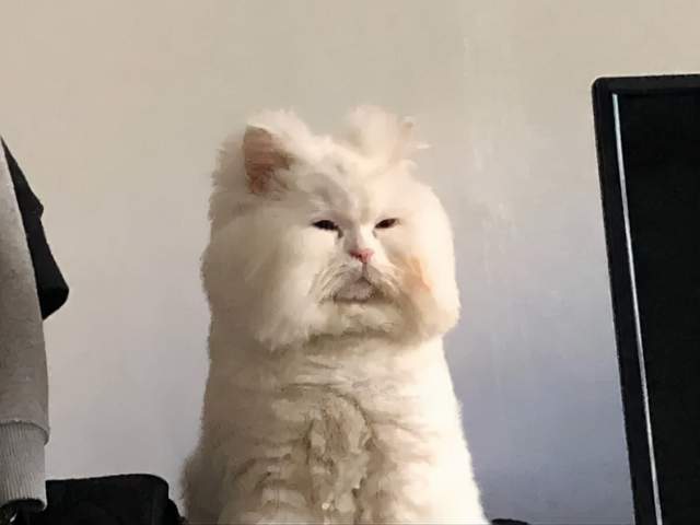 猫咪拾荒老人遇到狗狗，将自己宝贵的食物分享给它吃，这才是真爱吧？