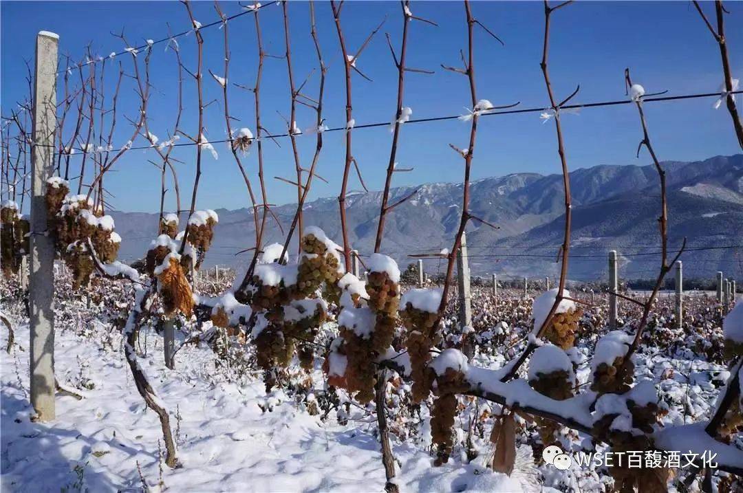 云南香格里拉葡萄酒产区酒庄大赏永恒的圣地帕巴拉庄园pabala
