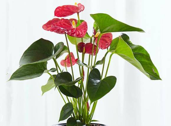 试试这 3种旺财花 霜降之后好养又旺家 喜庆又高贵 养殖 吉祥 寓意 试试这 3种旺财花 霜降之后好养又旺家 喜庆又高贵 养殖 吉祥 寓意