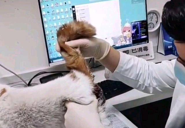进行名贵加菲猫，蹲在路边“等死”，这么贵的猫说扔就扔，家里有矿？