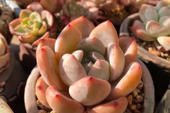 多肉小红嘴真实样子 0cf73da05fca4a00ae26ec5b9871afe2.jpeg