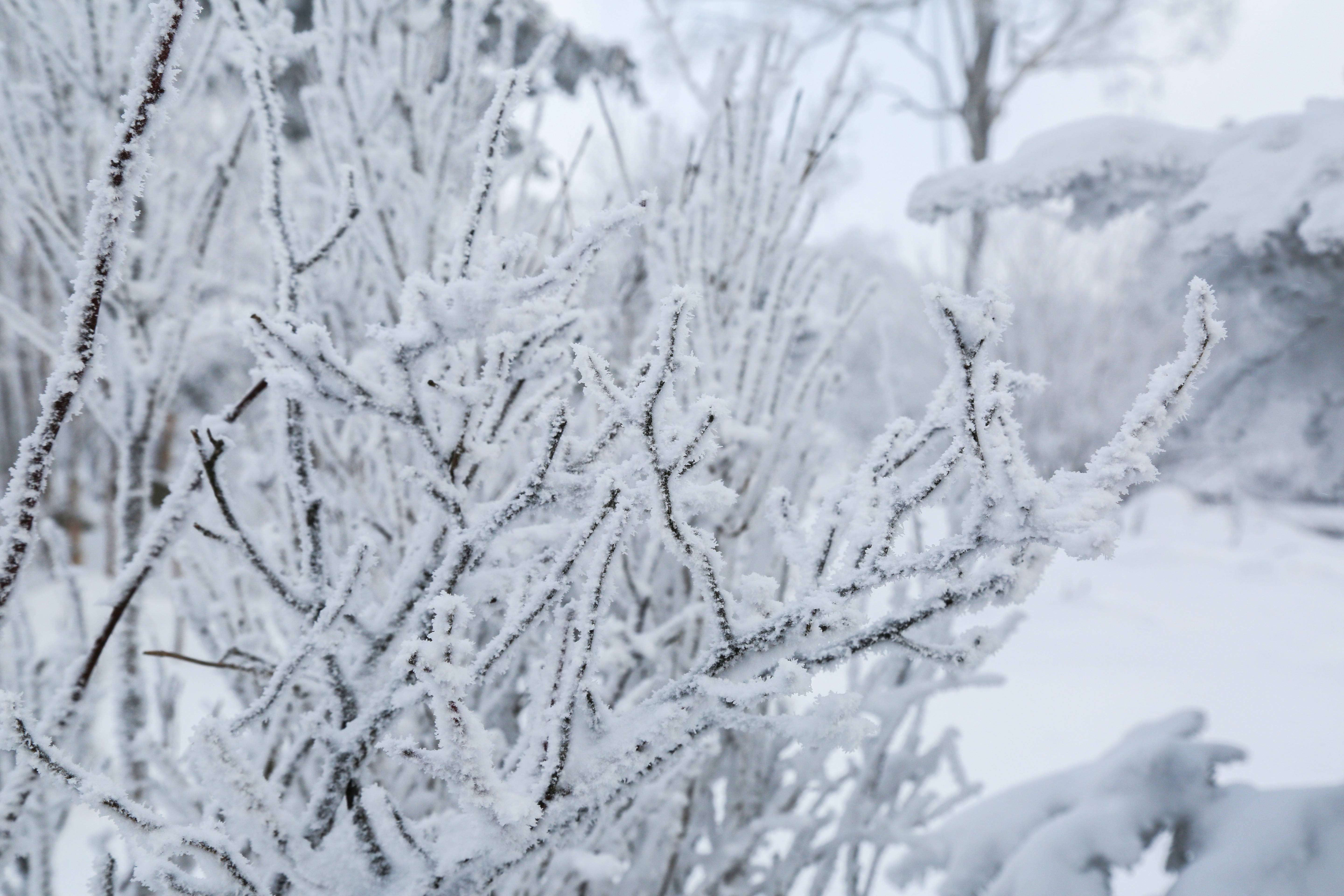 乌拉|如果一生只能遇见一场冰雪奇观，那我一定选择吉林市