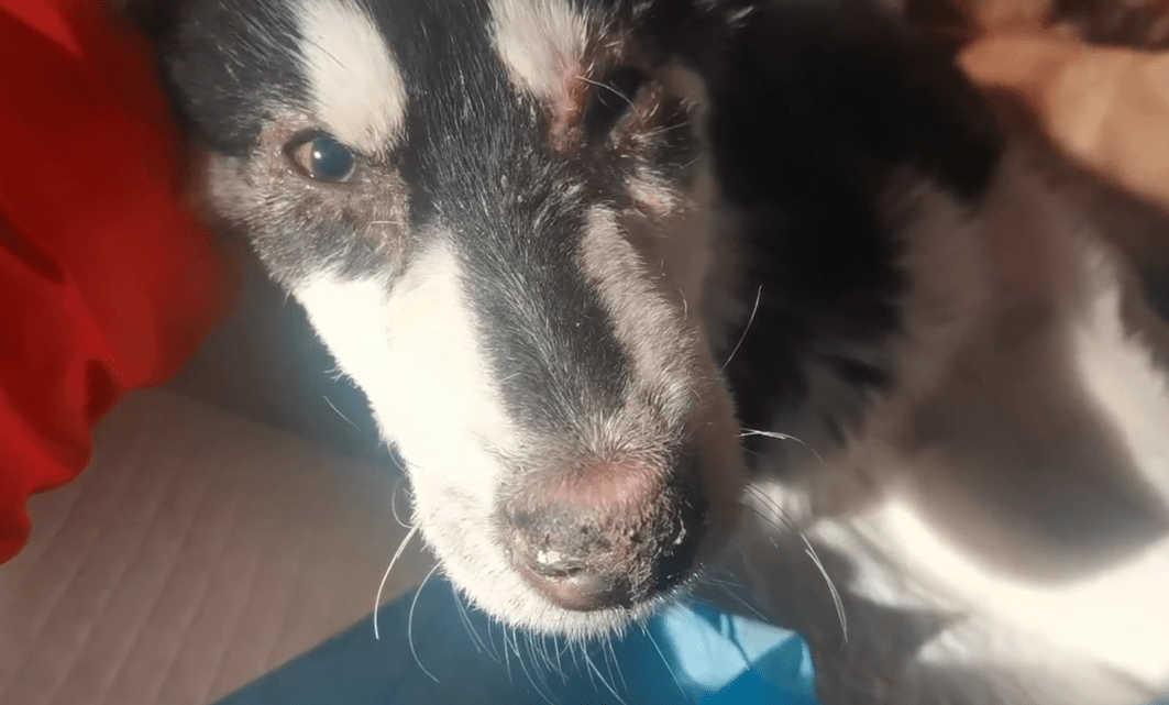 原创犬瘟后期被绑住嘴抛弃的哈士奇如今全身不能动可它还是尽量表达着