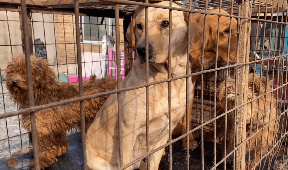 怀孕拉布拉多被卖狗肉车狗贩怀孕不怀孕八百块钱低于八百就卖狗肉馆剥