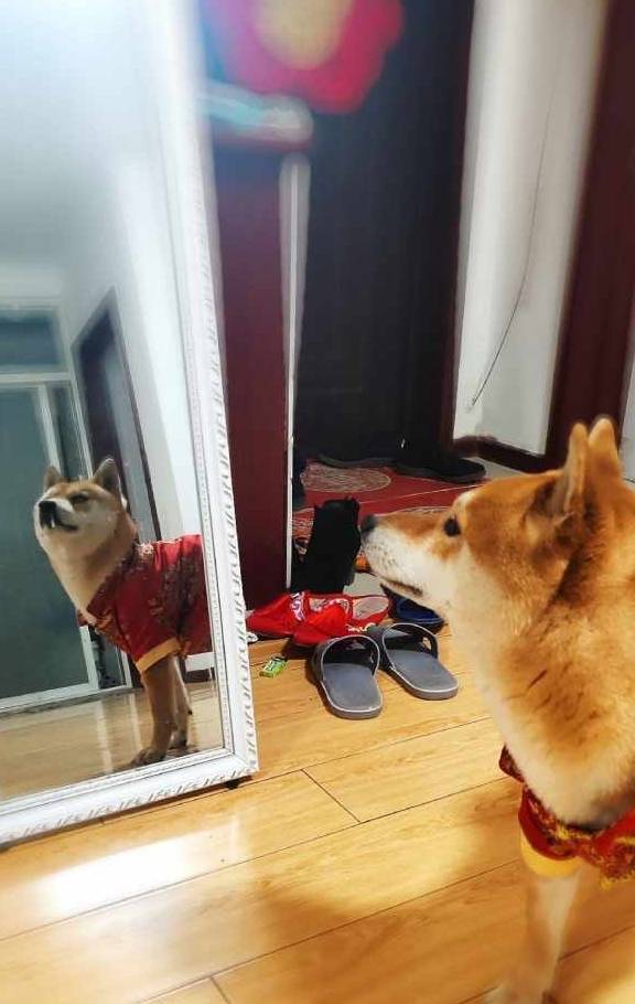 家长|狗狗挑食怎么办?这4个原因你发现了吗?一招解决狗狗挑食毛病