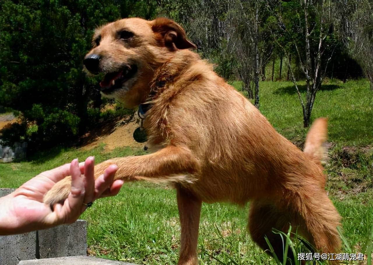 含义|狗狗为何把爪子搭在你身上？很多人不知道