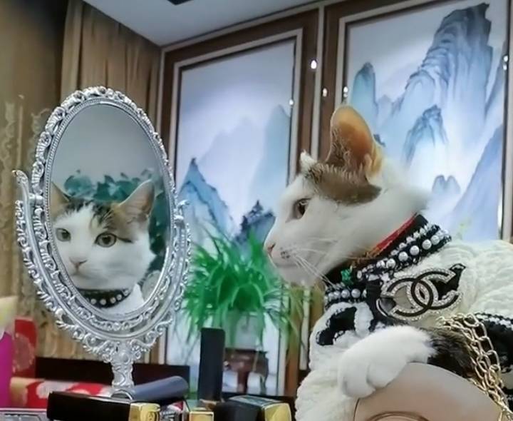 猫咪扮“阔太太”走红，谁能想到，这么好看的猫，2年前是流浪猫