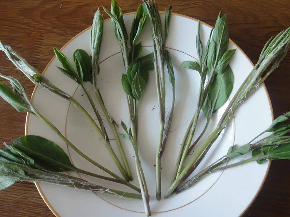 枪头菜的学名叫做"北苍术",是菊科苍术属多年生草本植物,多分布于北方