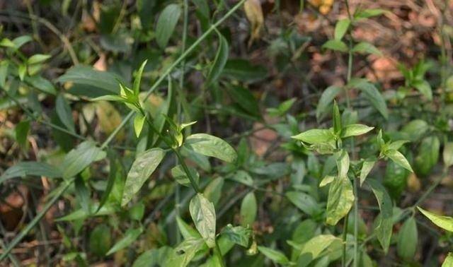 血管|各个年龄的血压、血糖、血脂、参考值对照表，收藏留用！