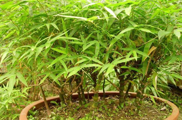 节长的竹笋,应尽早剔除,不然长成普通竹子影响观赏价值