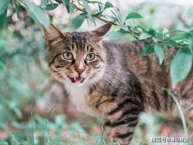 下水狸花猫被卡下水口，橘猫赶紧过来“解救”，这方式也太狠了！