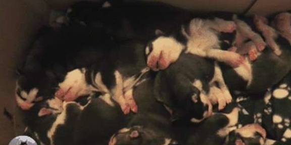 母犬二哈一口气生了9只宝宝，可以组建一支“拆迁队”了，萌化网友心
