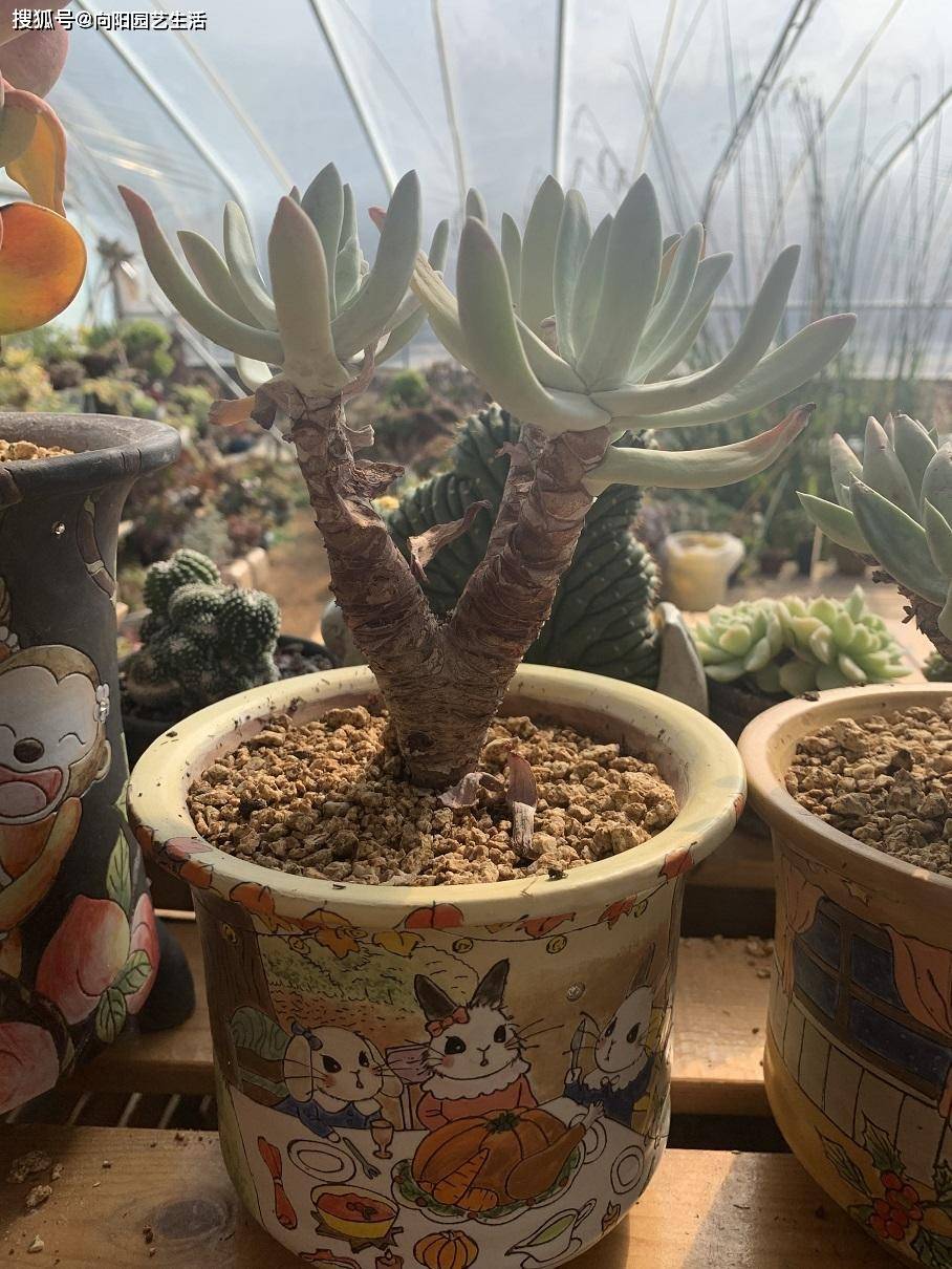 多肉小花盆便宜的 2fb7e87703164329af454e6c2e1f8deb.jpeg