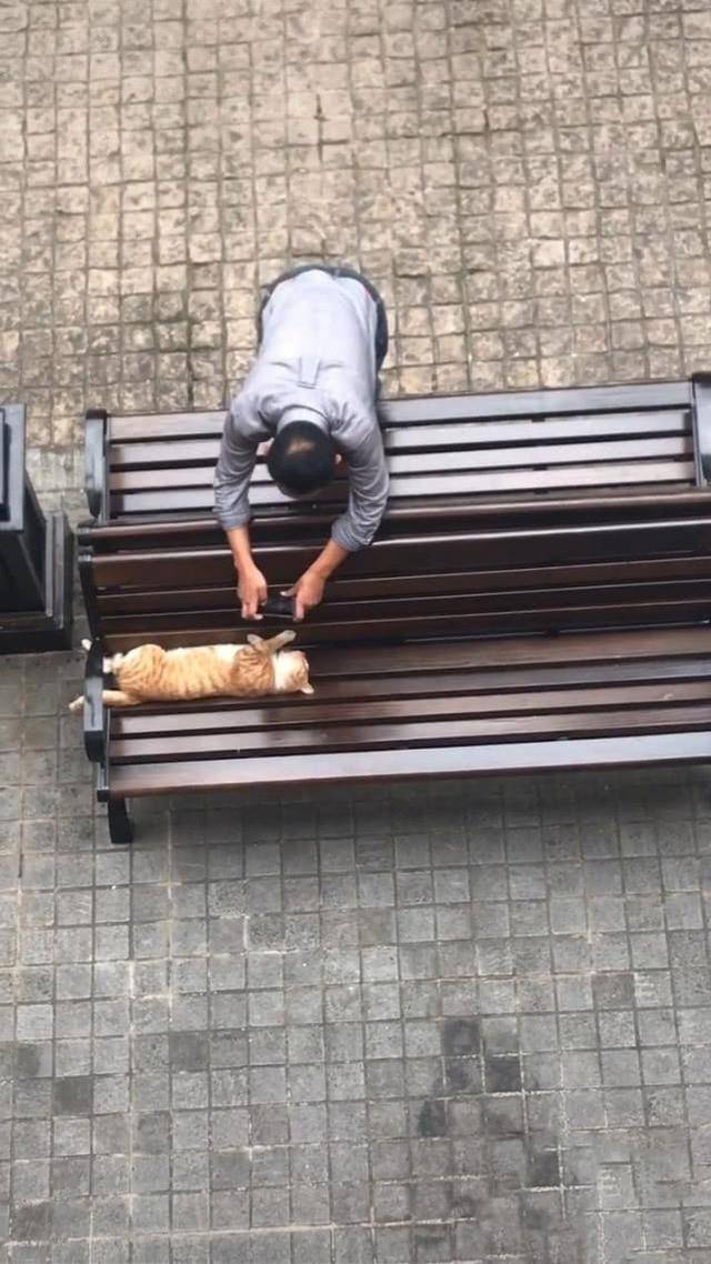 猫躺在椅子上睡觉，大爷环顾四周后掏出手机，接着的画面让人笑喷