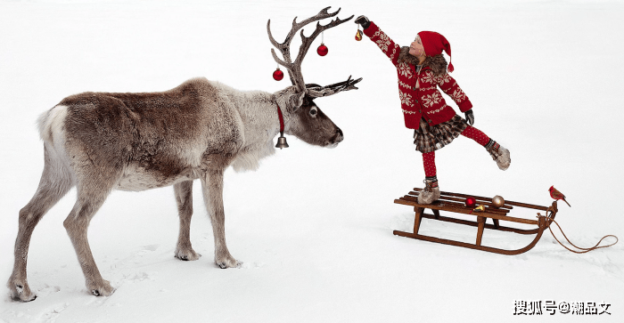 驯鹿_rudolph_麋鹿