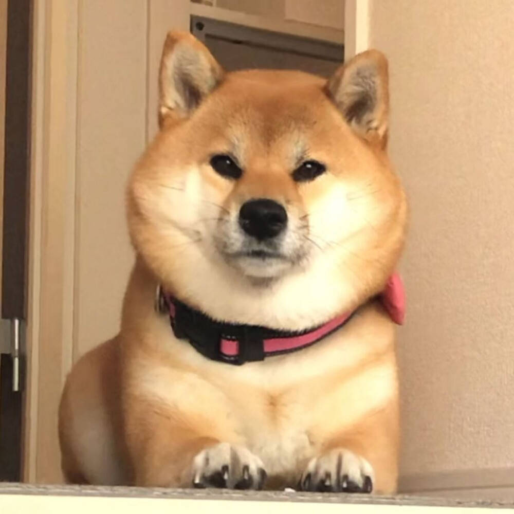 狗狗肾炎吃什么药 怎么治疗 肾脏 症状 情况