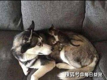 小花猫二哈捡来一只小花猫，揣在怀里当宝贝，网友：转性了？