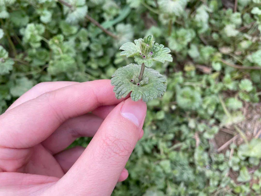农村田边常见野草,常被当杂草,殊不知价值很高,能清热利湿解毒_菜园