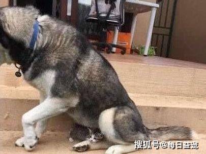 小花猫二哈捡来一只小花猫，揣在怀里当宝贝，网友：转性了？