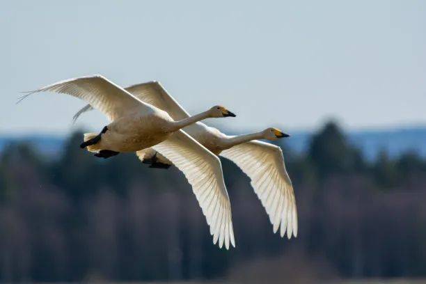 于是,这个人放走了两只大雁,两只大雁想见后一直前后翻飞,旋转,似乎在
