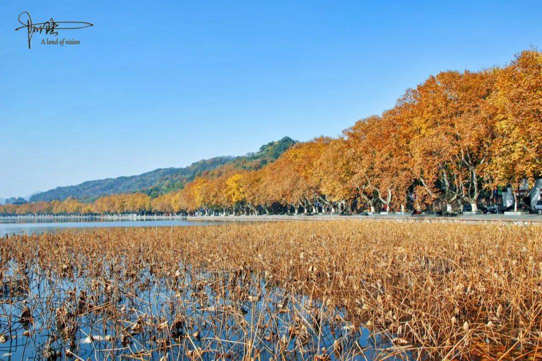 杭州的冬天只要没有积雪，西湖风景总不缺绿意盎然