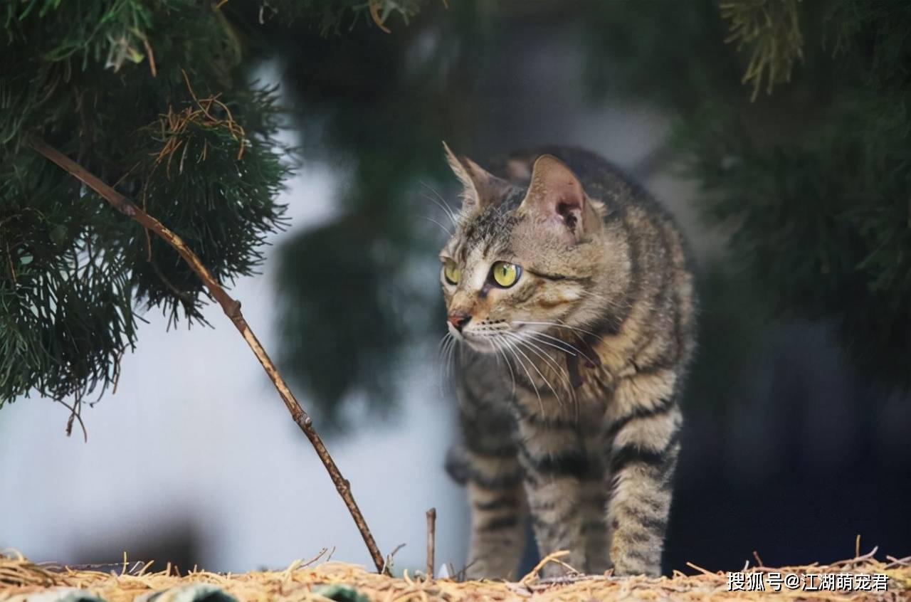 因为狸花猫差哪了？为什么大多数人都不爱养