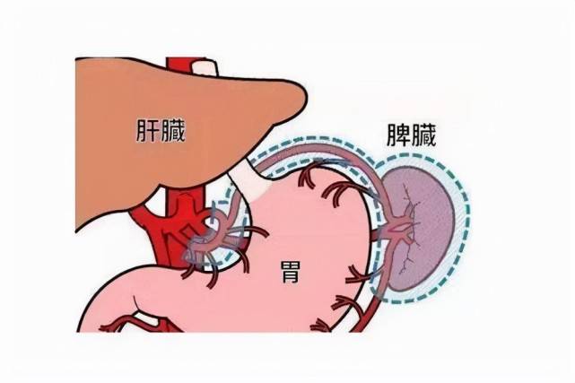 生活|脾脏增大50%，改变血管走向，巴瑶族人为了潜水还会继续进化吗？