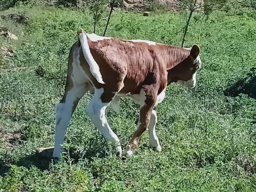 葛根,薄荷,菊花,生地,苏根,玄参各40克,双花,连翘,丹皮,甘草各30克