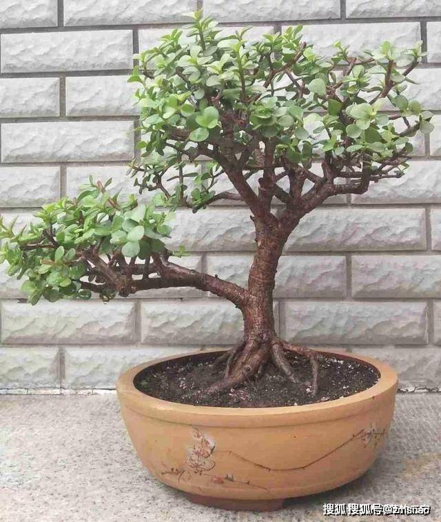 路边挖一棵马齿苋养成老桩做盆景开花一层层真值钱了