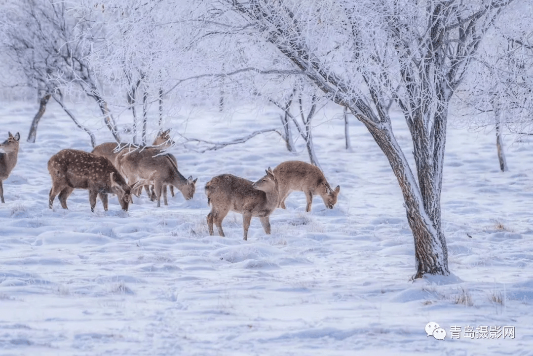 柳絮|一月一题 | 雪，让这个世界变得温柔而浪漫