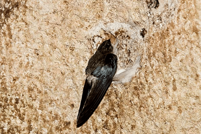 fd020de57c344f5fb40e2d09230a87eb.png